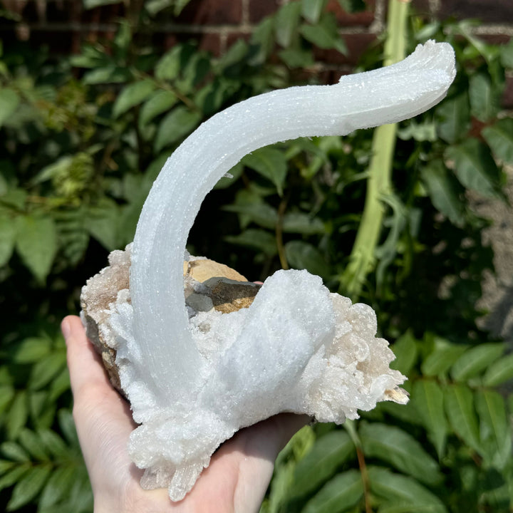 Ram's Horn Selenite