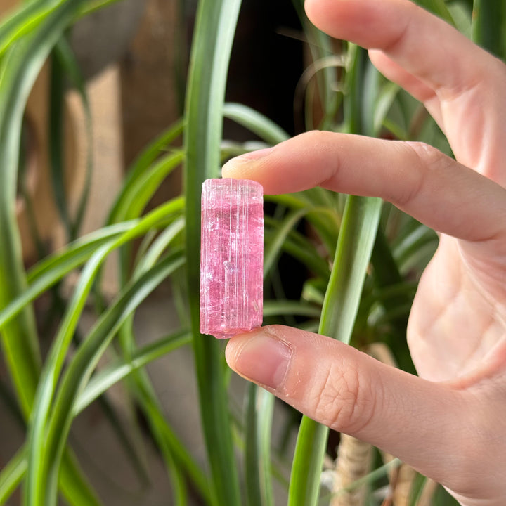 Pink Tourmaline