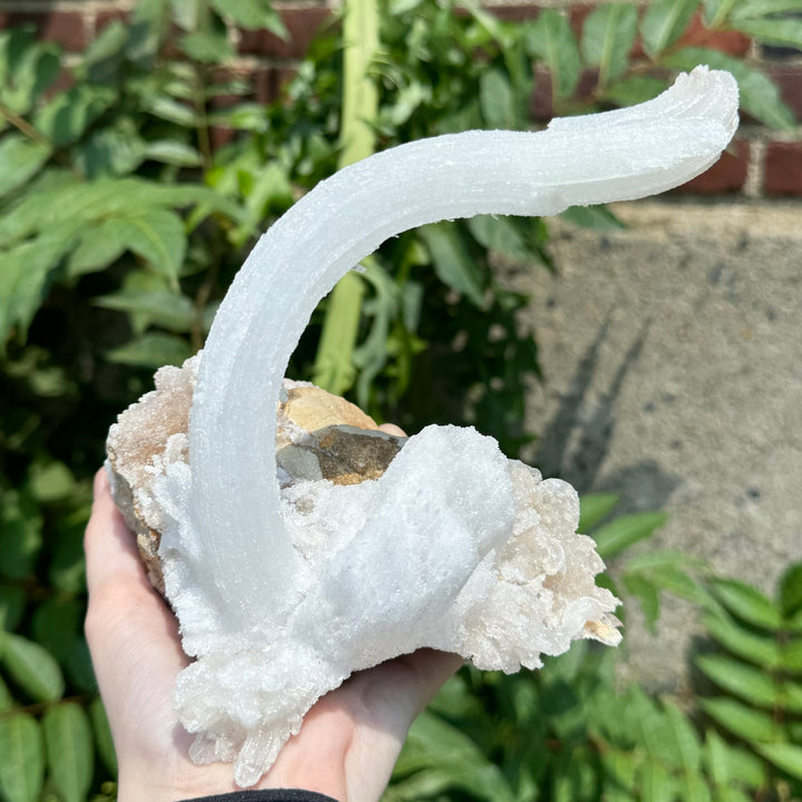 Ram's Horn Selenite