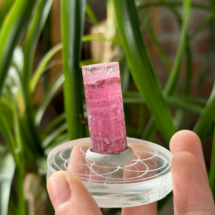 Pink Tourmaline