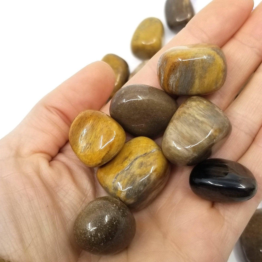 Petrified Wood Tumbled Stones 1 LB - Funky Stuff